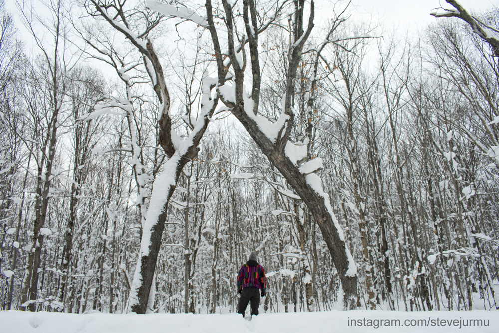 winter wonderland, snowfall, winter