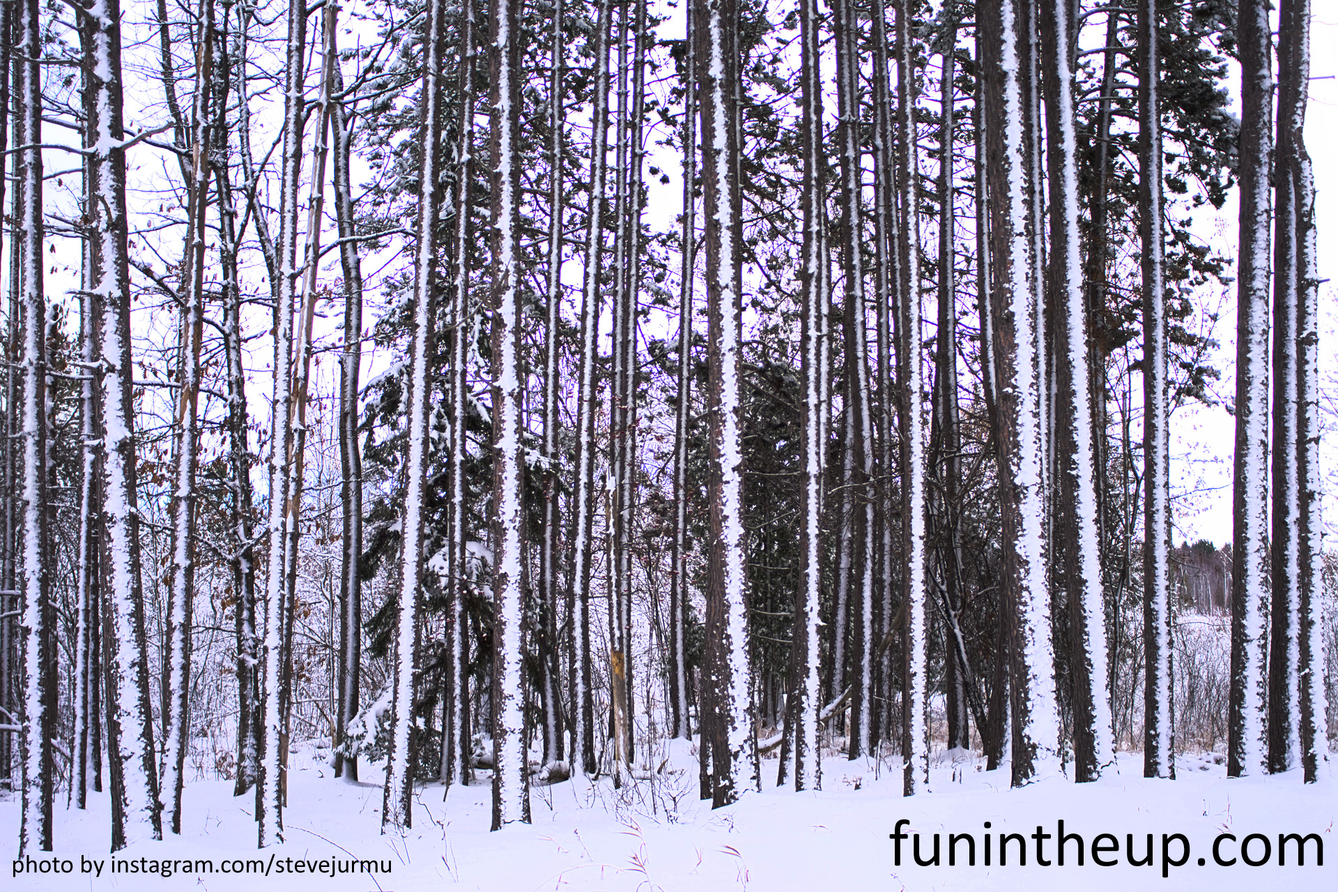 Pine trees with snow